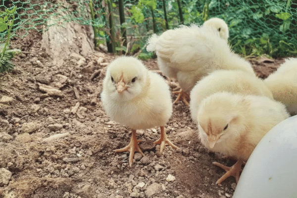 DIY】廃材で作った古民家風鶏小屋 | はじめての田舎起業